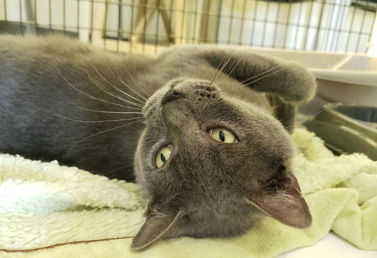 ‘Mama Boo’ is shelter’s Cat of the Week
