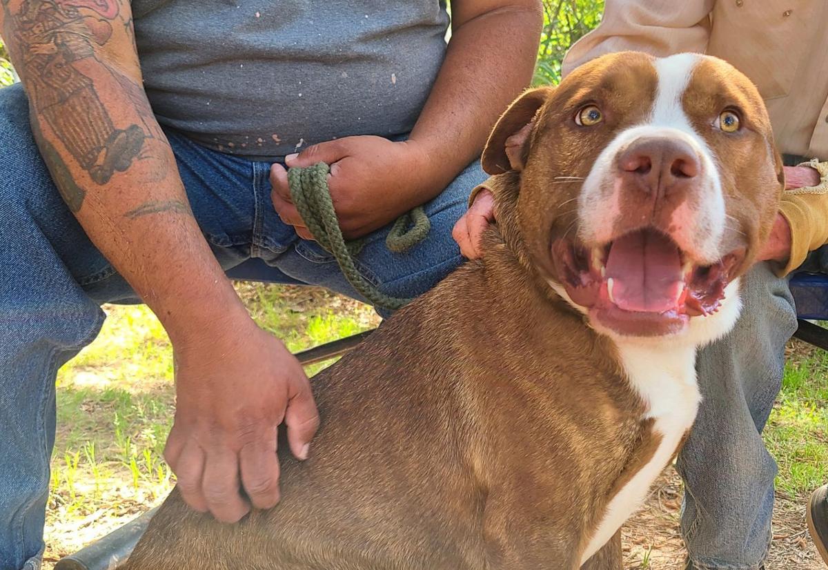 ‘Diesel’ is shelter’s Dog of the Week