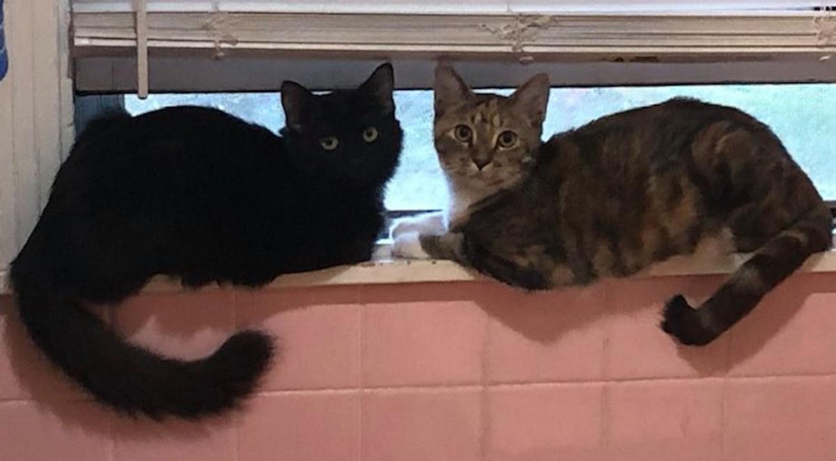‘Mighty Mouse’ and ‘Miss Priss’ are shelter’s Cats of the Week