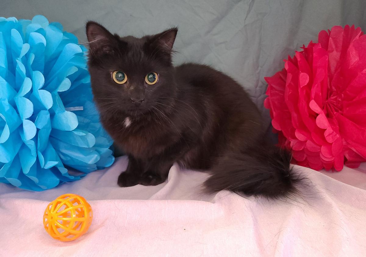 ‘Brownie’ is shelter’s Cat of the Week