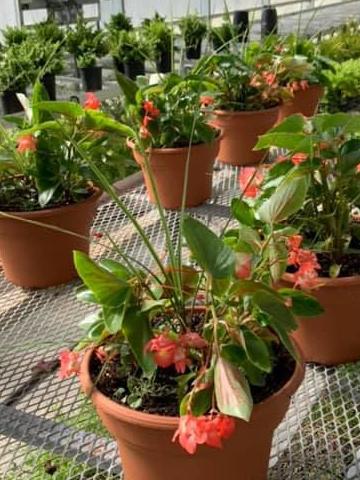 MOTHER’S DAY PLANT SALE PLANNED