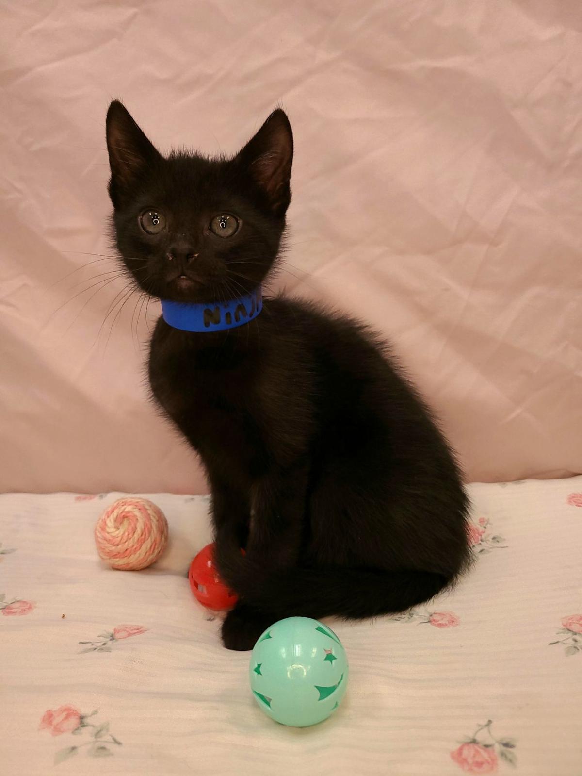 ‘Ninja’ is shelter’s 'Cat of the Week'