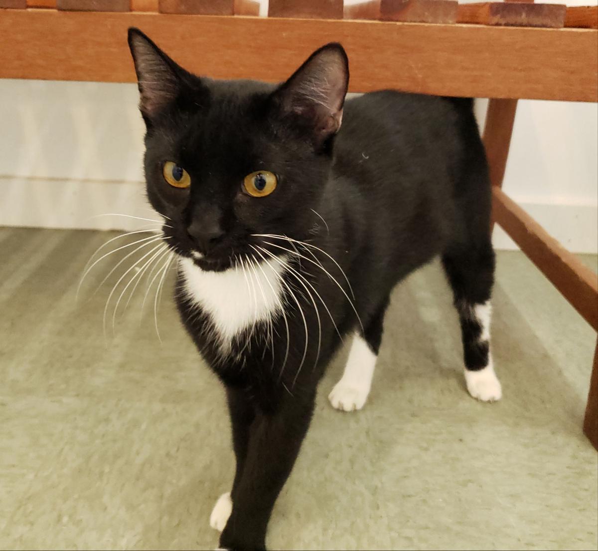 Tux is MOAS ‘Cat of the Week’