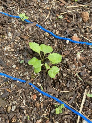 Rooted in Agriculture | | mainstreetnews.com