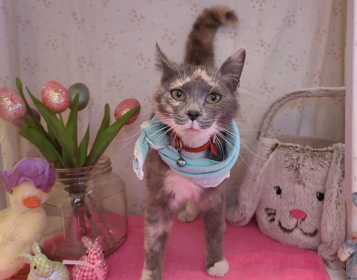 ‘Chou Chou’ is shelter’s Cat of the Week