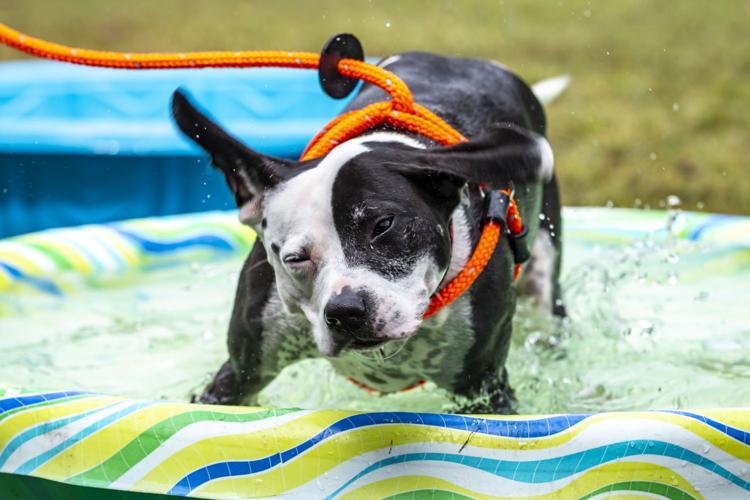 Pooches in the Park held in Braselton Features
