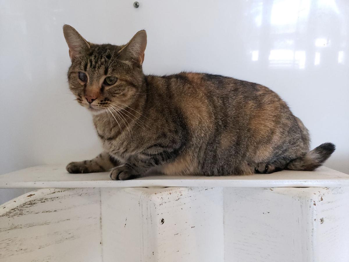 ‘Isabella’ is shelter’s Cat of the Week