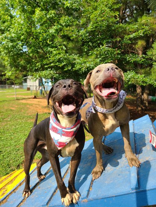 ‘Bert and Ernie’ are shelter’s Dogs of the Week