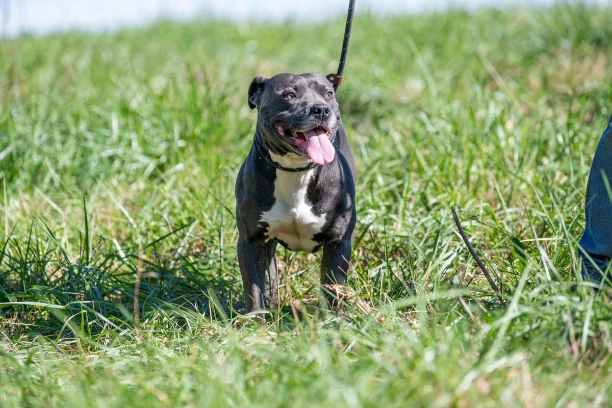 Butch is MOAS ‘Dog of the Week’
