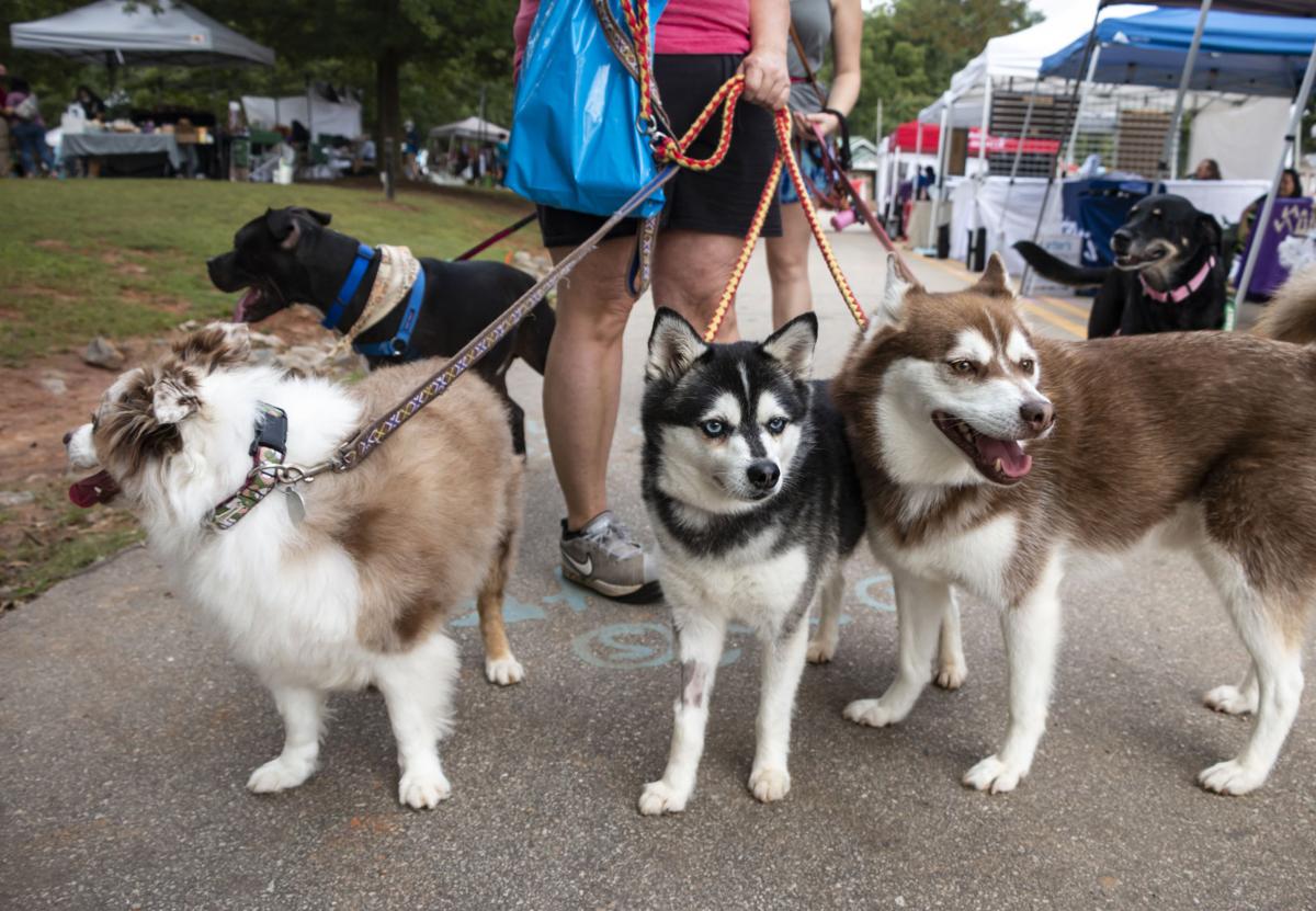 Pooches in the park