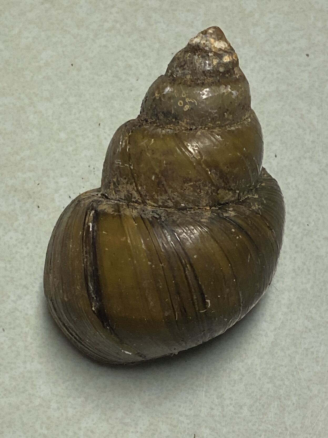 Invasive snails can harm environment and your health | State News ...
