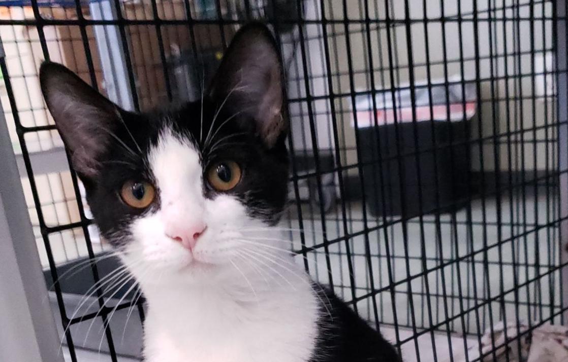 Anna is MOAS ‘Cat of the Week’