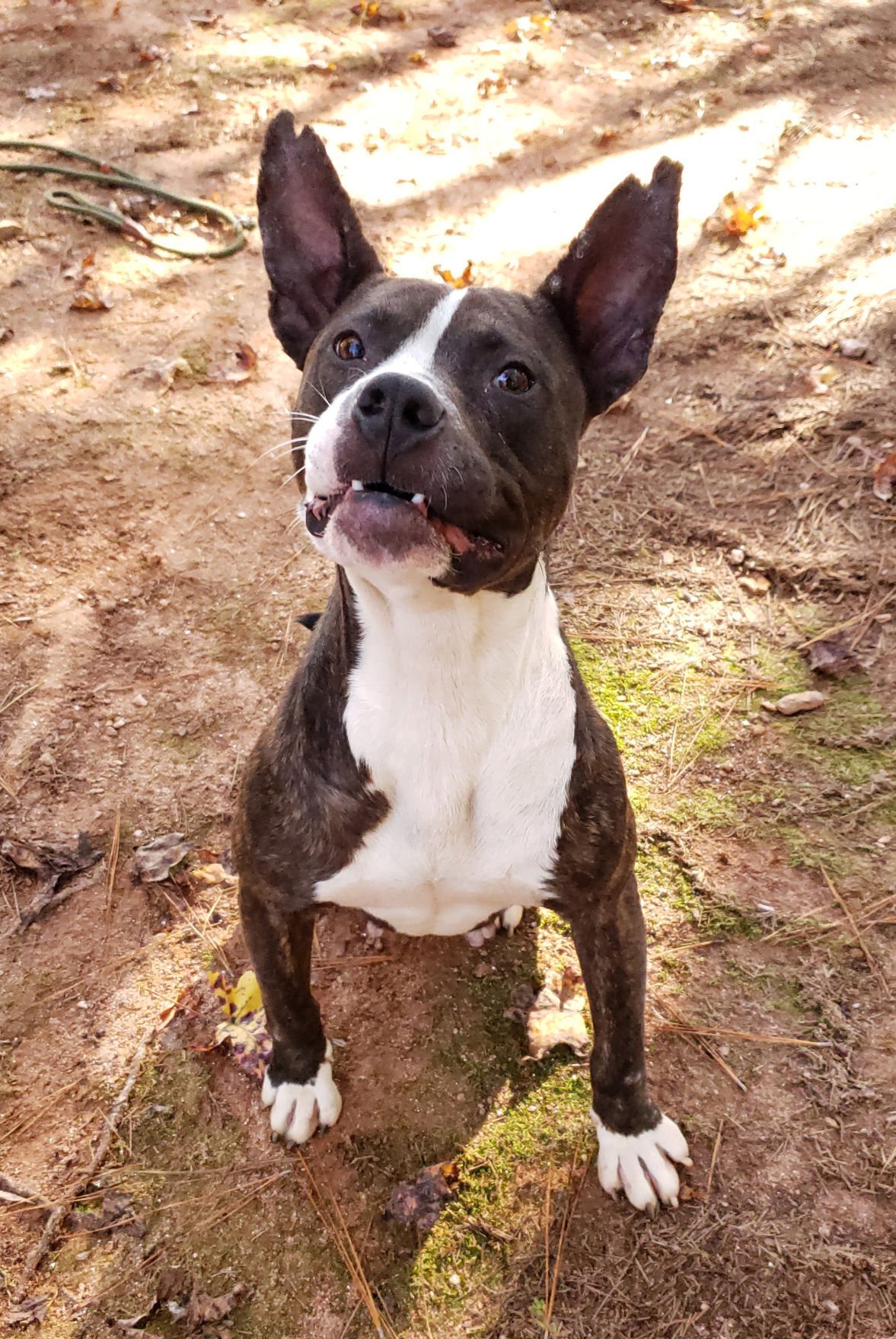 ‘Gurley’ is animal shelter’s Dog of the Week