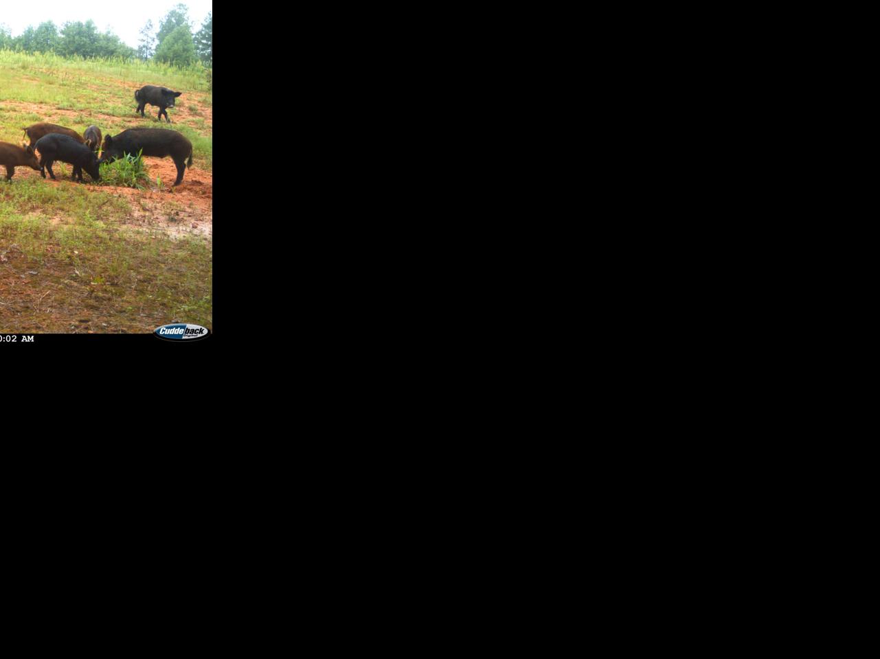 DNR: Help control feral hog population with Hog Down Awards Program ...