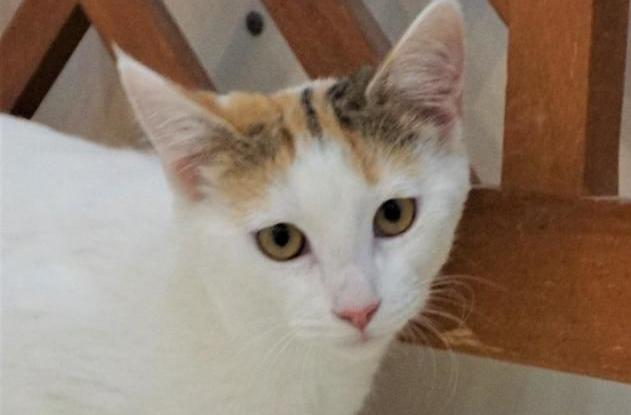 ‘Trixie’ is animal shelter’s ‘Pet of the Week’