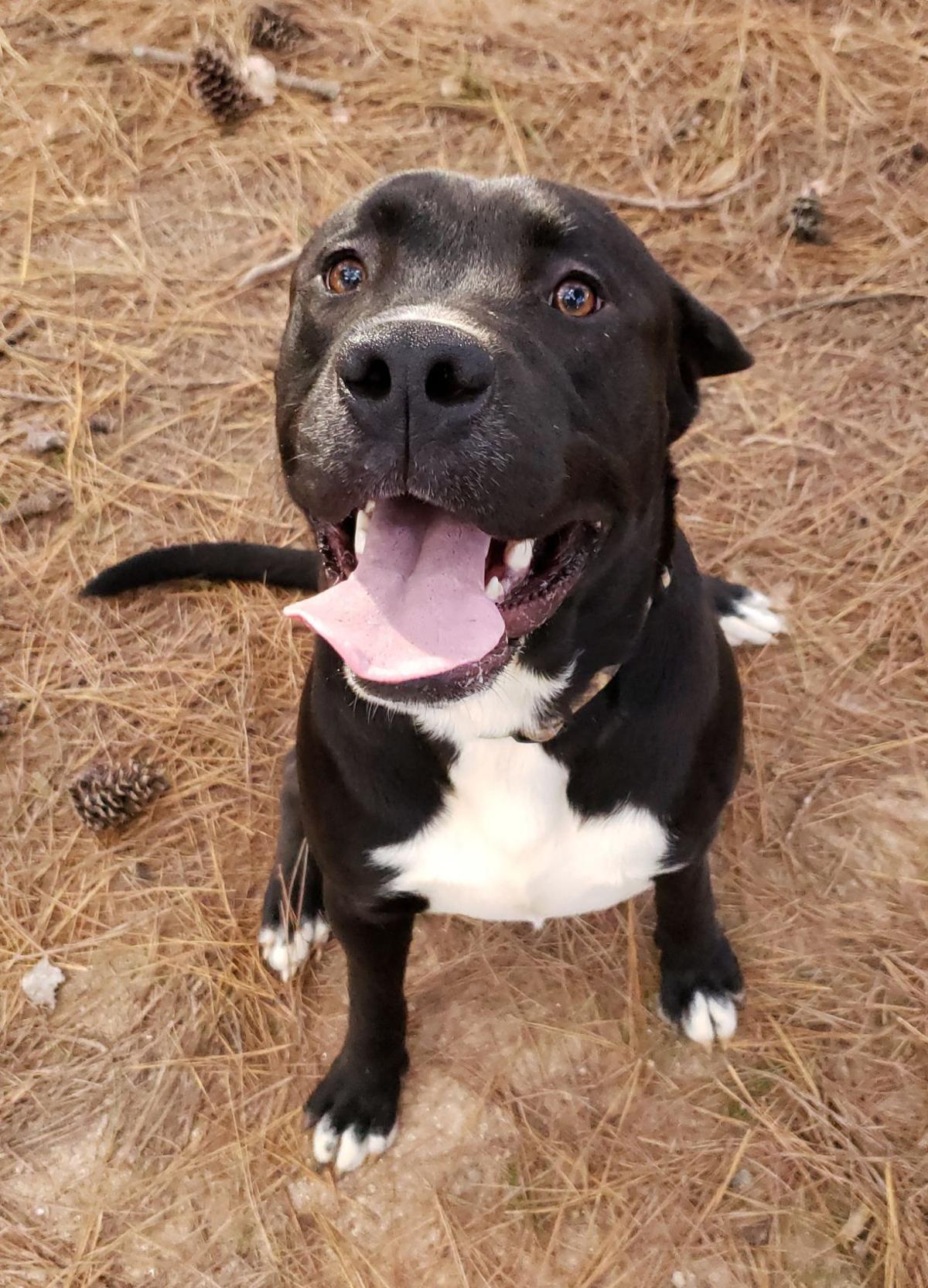 Logan is MOAS ‘Dog of the Week’