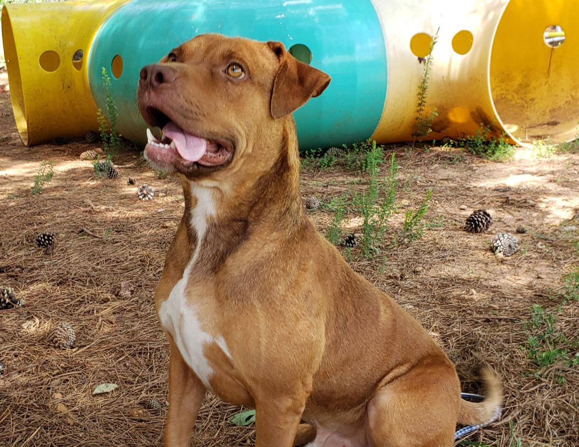 ‘Baxter’ is animal shelter’s Dog of the Week