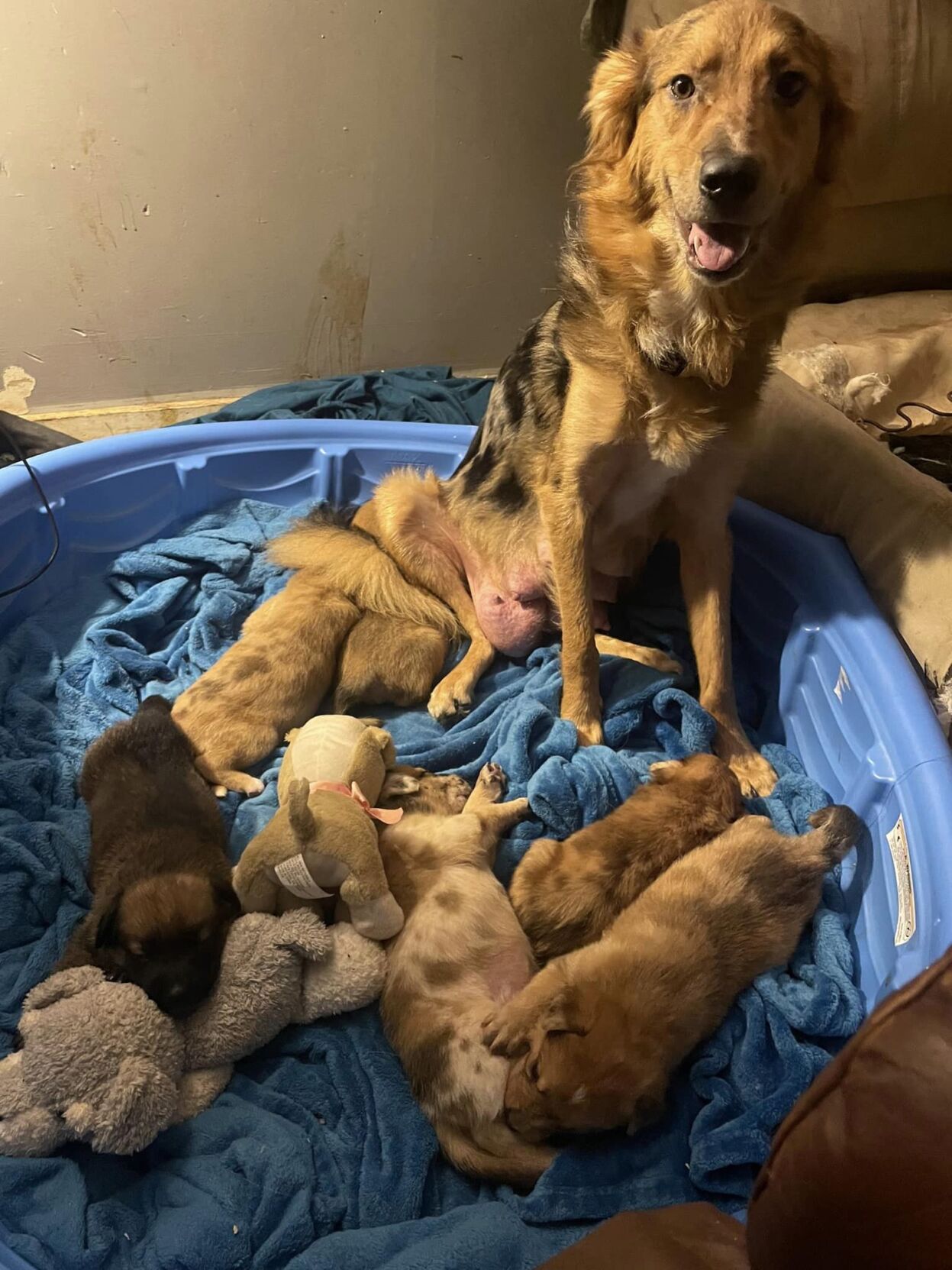 Cuddle Babies Rescue seeking donations to build a new shelter | Photos ...