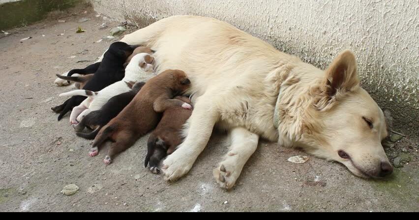 Cuddle Babies Rescue raising funds to help HSC pet owners | Photos & Videos
