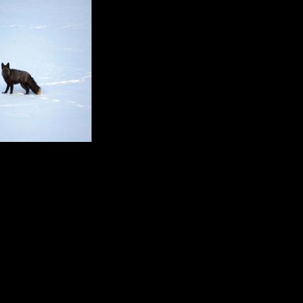 CDFW announces first capture and collaring of Sierra Nevada red fox in Southern Sierra