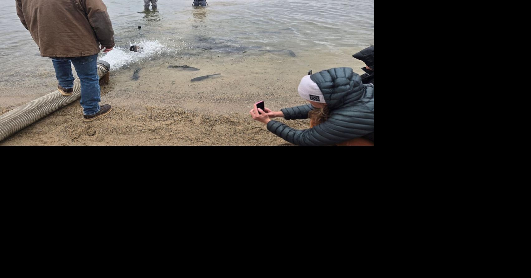 ‘Walking the talk’ of stocking the lake | Sports | mammothtimes.com