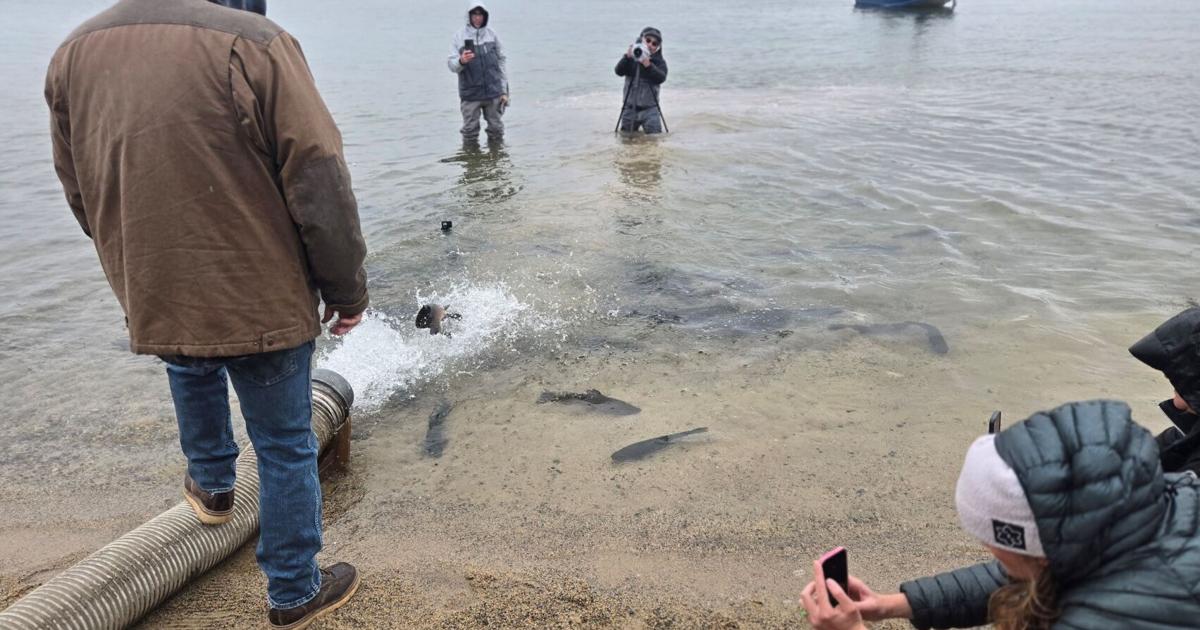 ‘Walking the talk’ of stocking the lake | Sports | mammothtimes.com