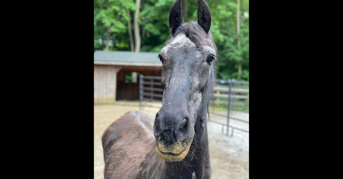 Dorset Equine Rescue gets two more Townshend horses - Vimarsana News