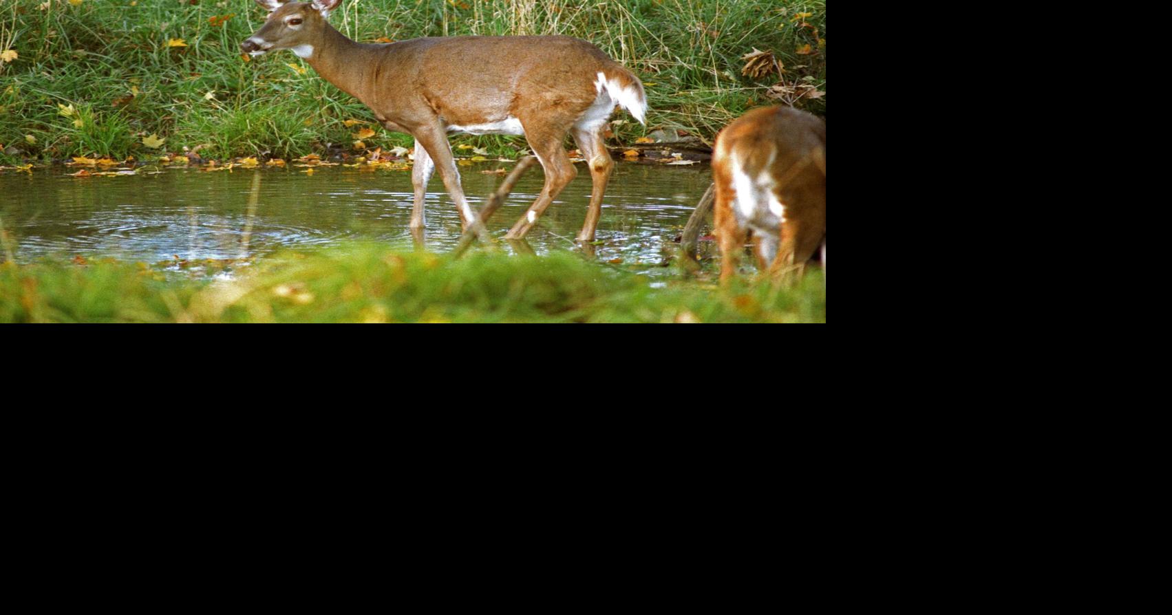 Vermont muzzleloader antlerless deer permit winners announced