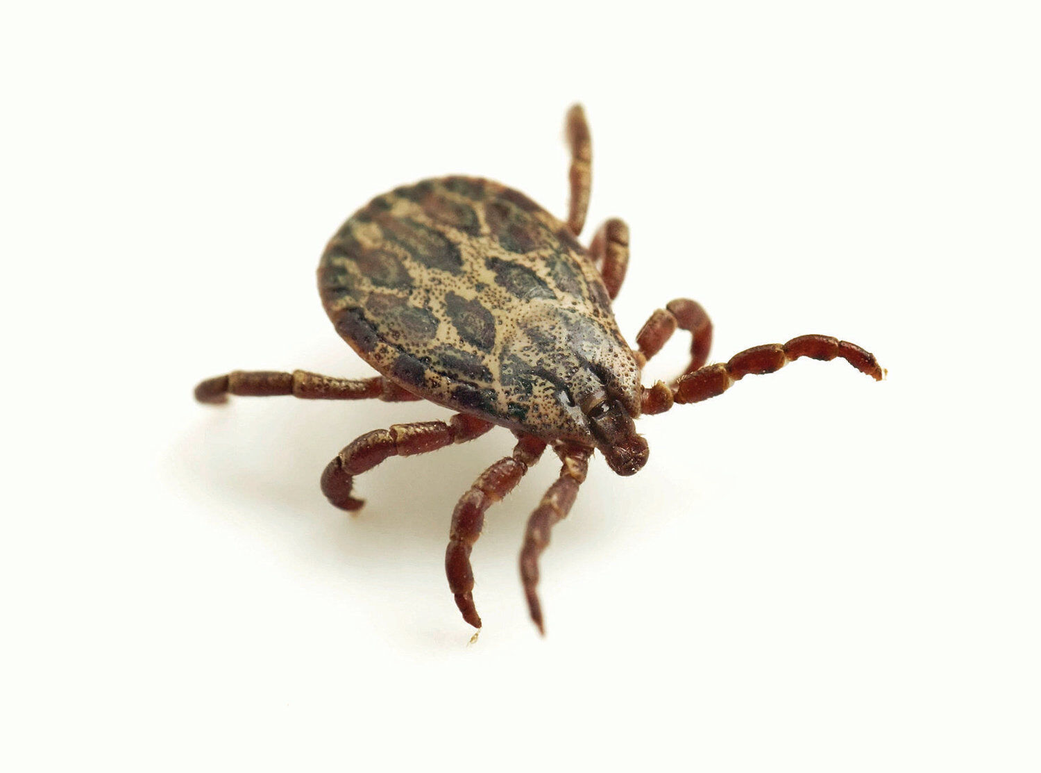 tick on skin with hair 6183324 Stock Photo at Vecteezy