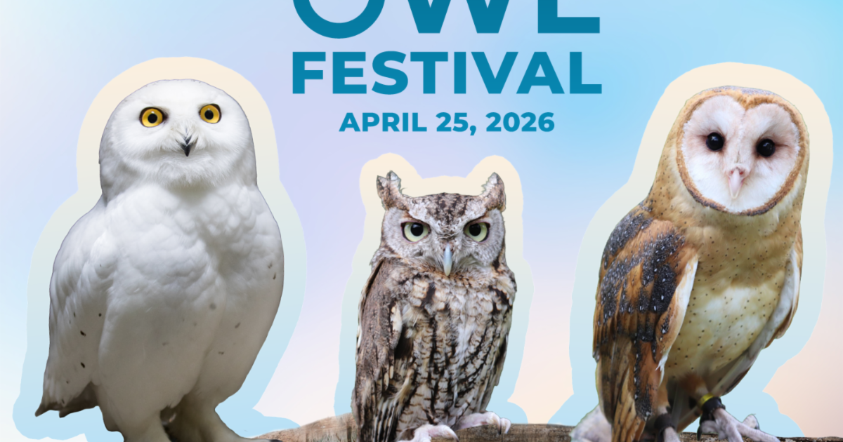 Owl Festival returns to VINS on A﻿pril 25