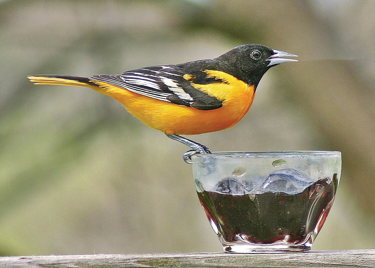 sugar mixture for orioles