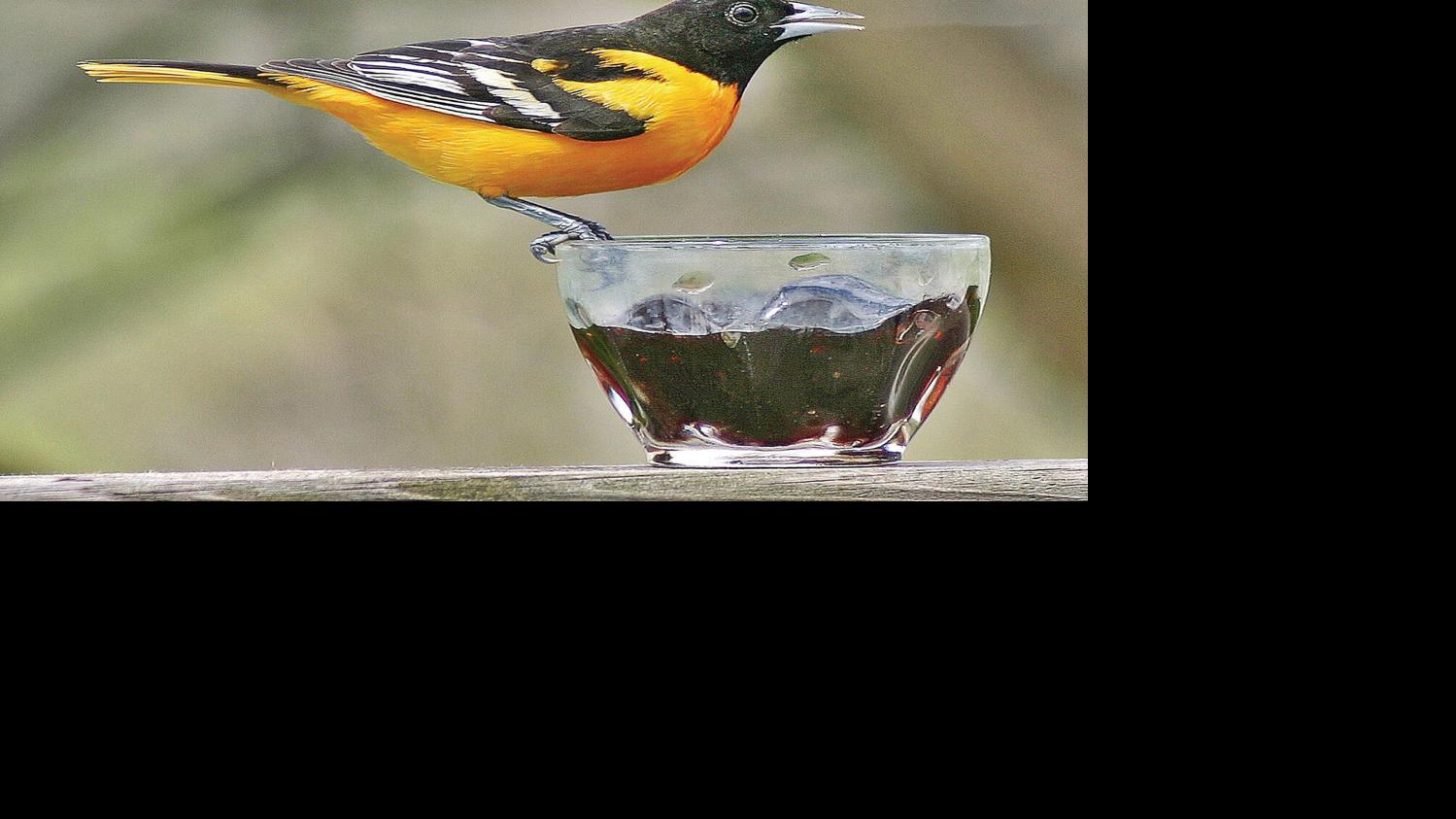 Thom Smith Naturewatch Expect Baltimore Orioles To Appear Around May 1 Outdoors Manchesterjournal Com 70+ vectors, stock photos & psd files. expect baltimore orioles to appear