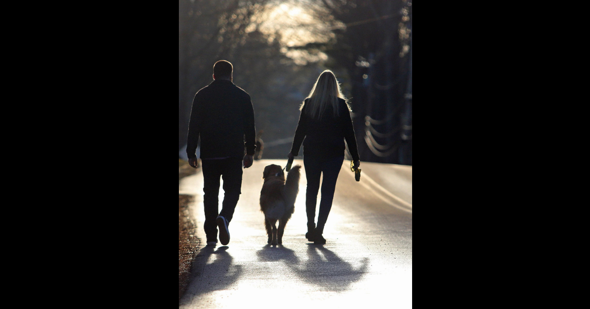 Tiny insects, big threats: How to keep pets safe