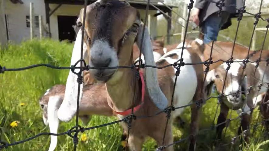 Kids of all kinds Hildene hosts reading event for humans and goats