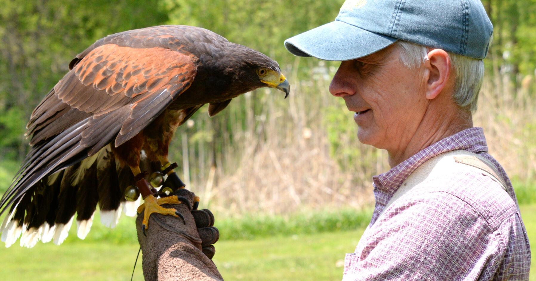 Local as Tourist: 'Birds of the fist' ... Green Mountain Falconry School is a glimpse into the glorious past - Vimarsana News