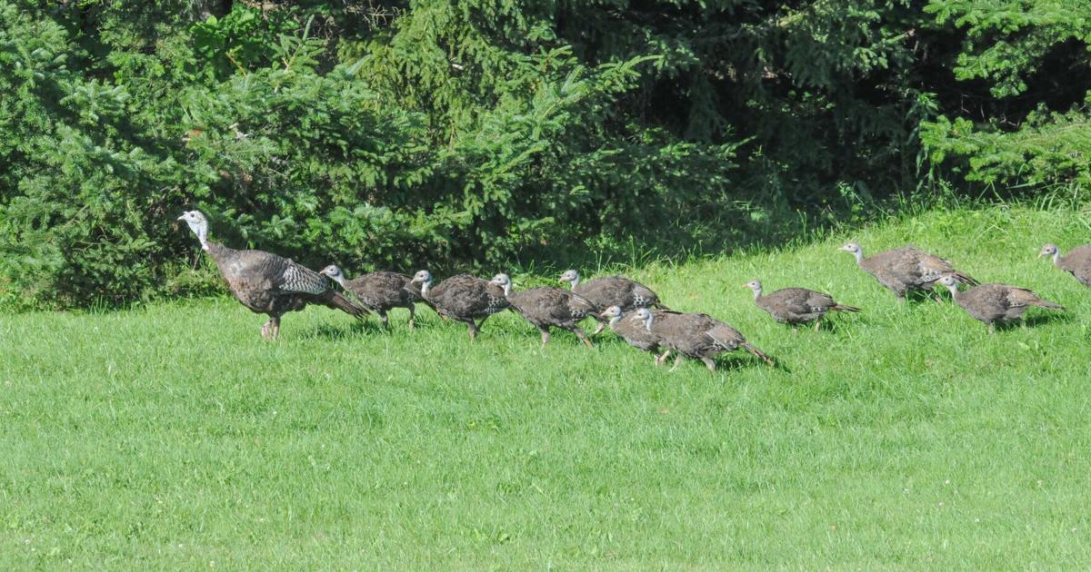 Vermont Turkey Brood Survey Starts July 1