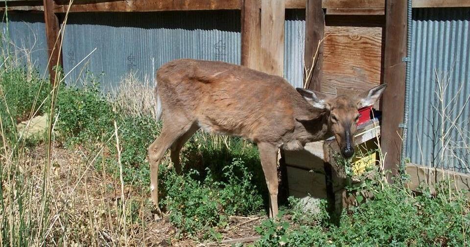 Fish and Wildlife: Moose, deer and elk from CWD areas must be processed