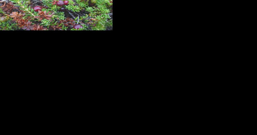 Rare plant rediscovered on Mt. Mansfield - Vimarsana News