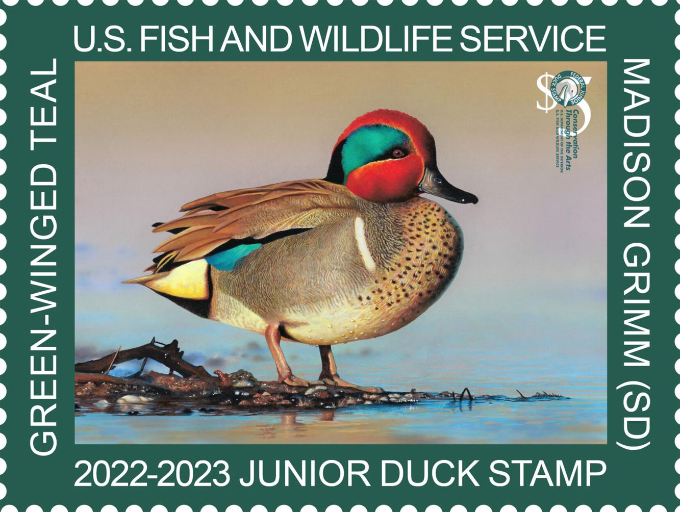 Vermont Federal Junior Duck Stamp Art Contest kicking off Arts And