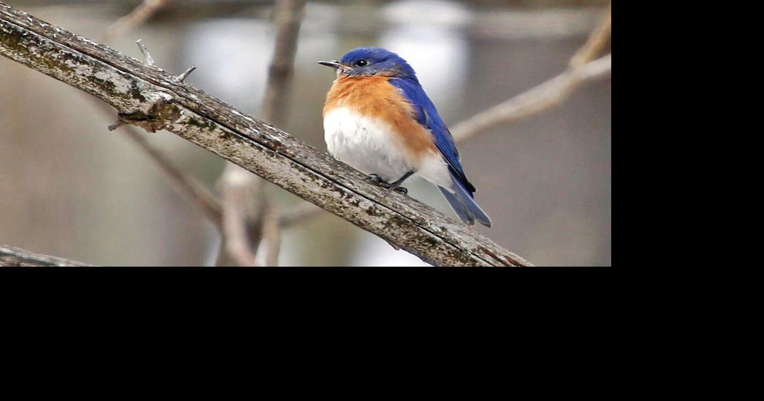 Outdoors | Boardman: The bluebirds of winter