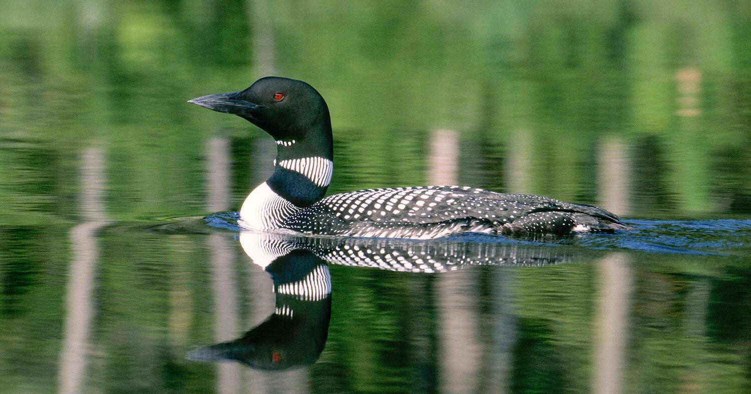Vermont Fish and Wildlife issues loon viewing guidance - Vimarsana News