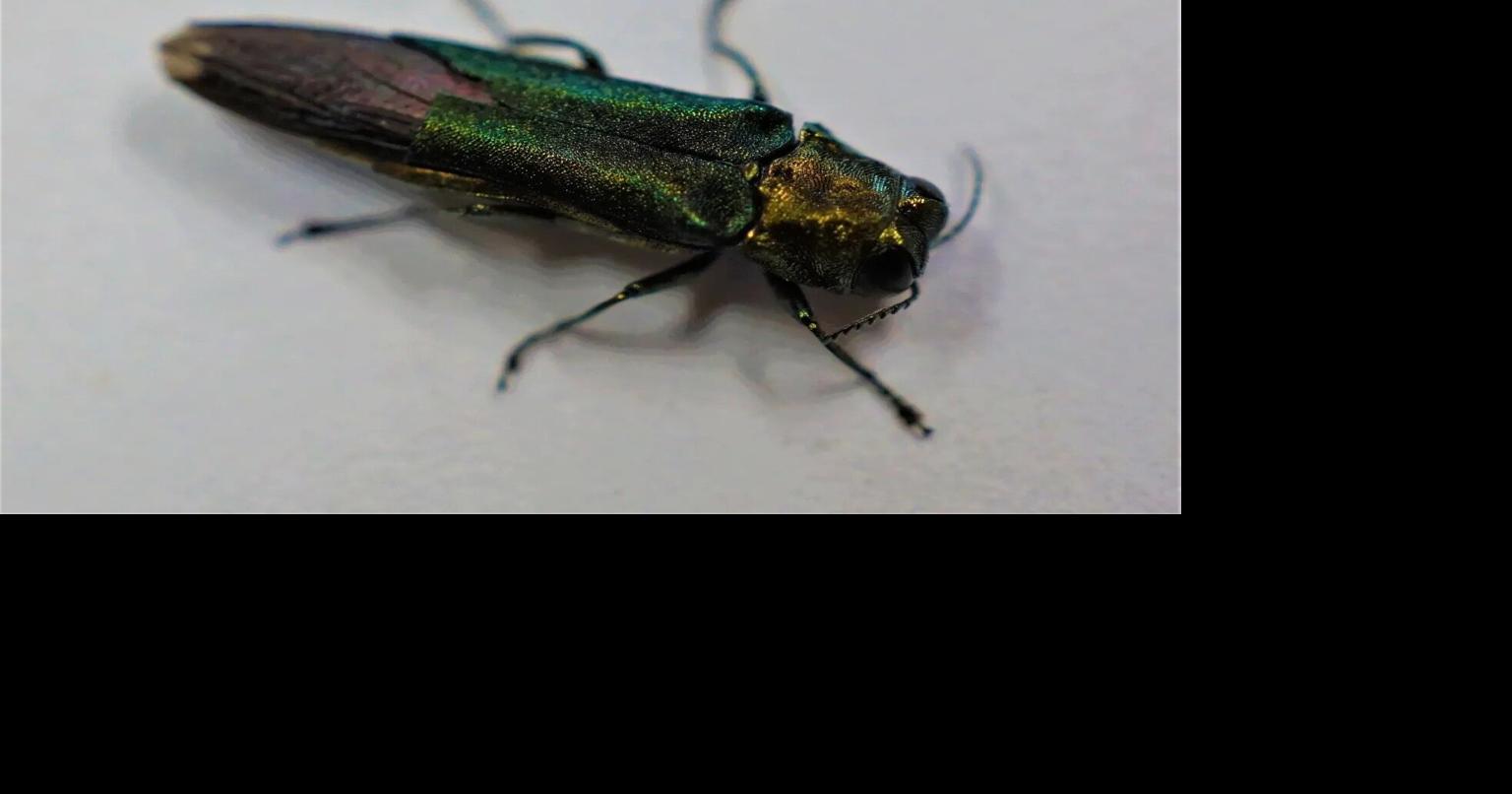 Foresters adapt as insects become driving force in tree mortality
