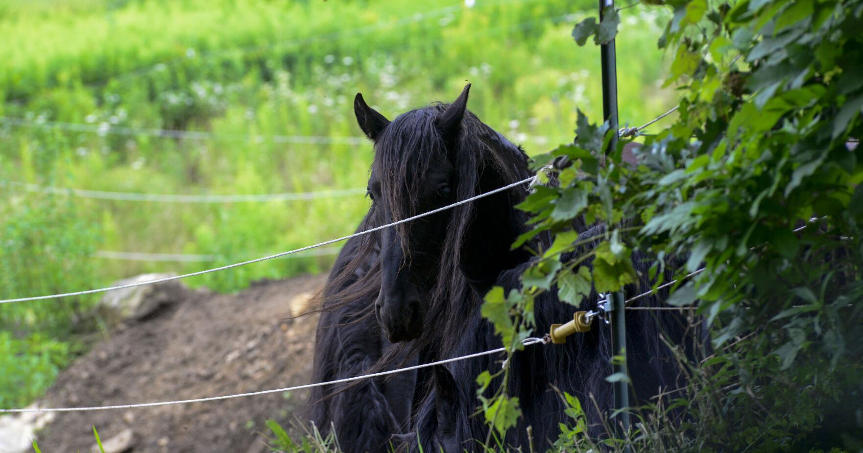Friesians of Majesty horse farm owner faces forfeiture hearing - Vimarsana News