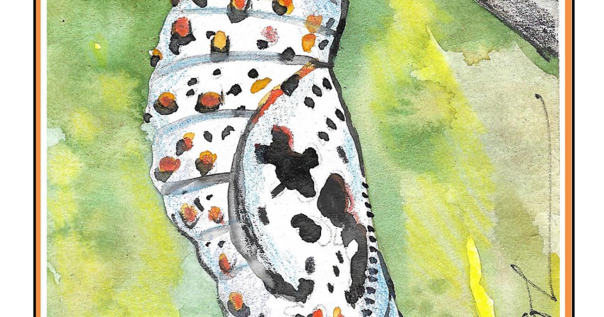 The Outside Story: Finding a Baltimore checkerspot