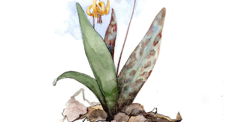 The Outside Story Vernal dam hypothesis: Spring ephemerals and the forest