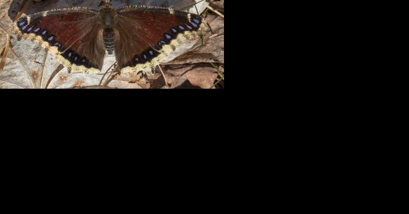 Vermonters invited to help search for butterflies - Vimarsana News