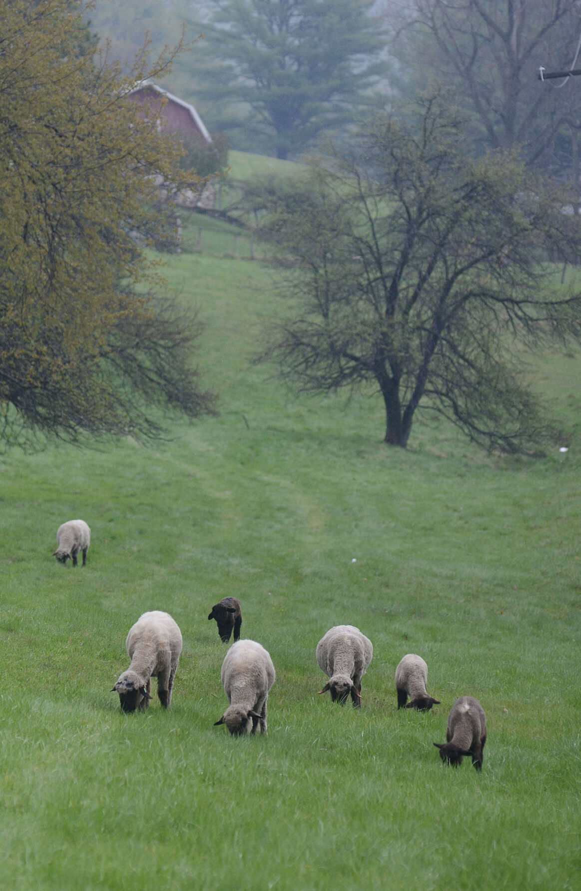 Sheep grazing in the mist | Community-news ...