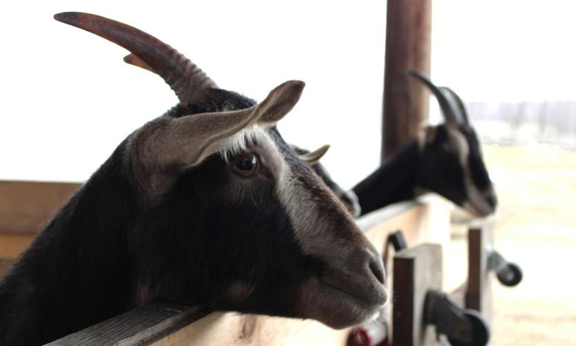 Your trash, their treasure Goats at Manchester's North Meadow Farm get a treat in old Christmas