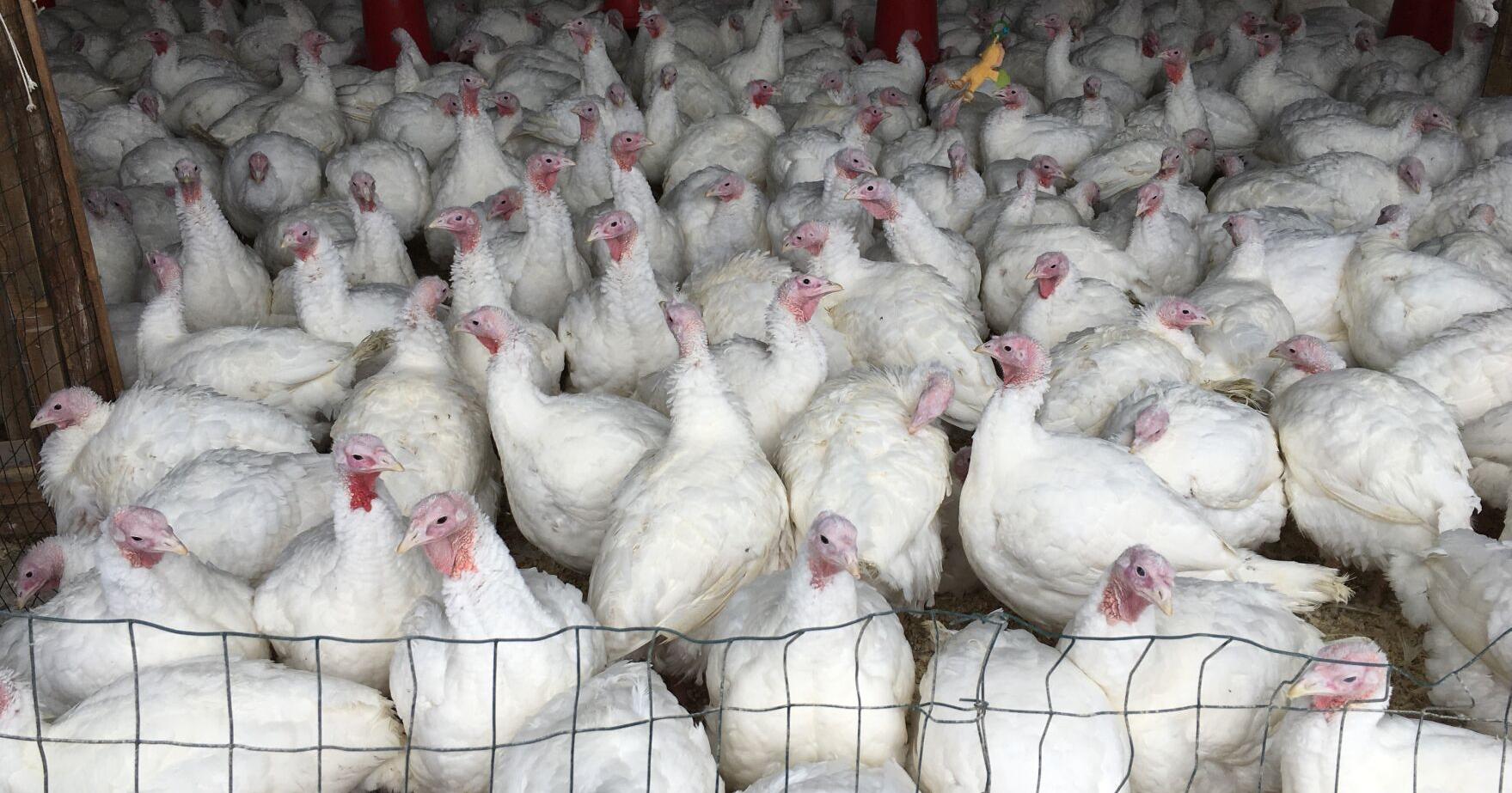 Get a leg up by finding a Vermont turkey for Thanksgiving - Vimarsana News