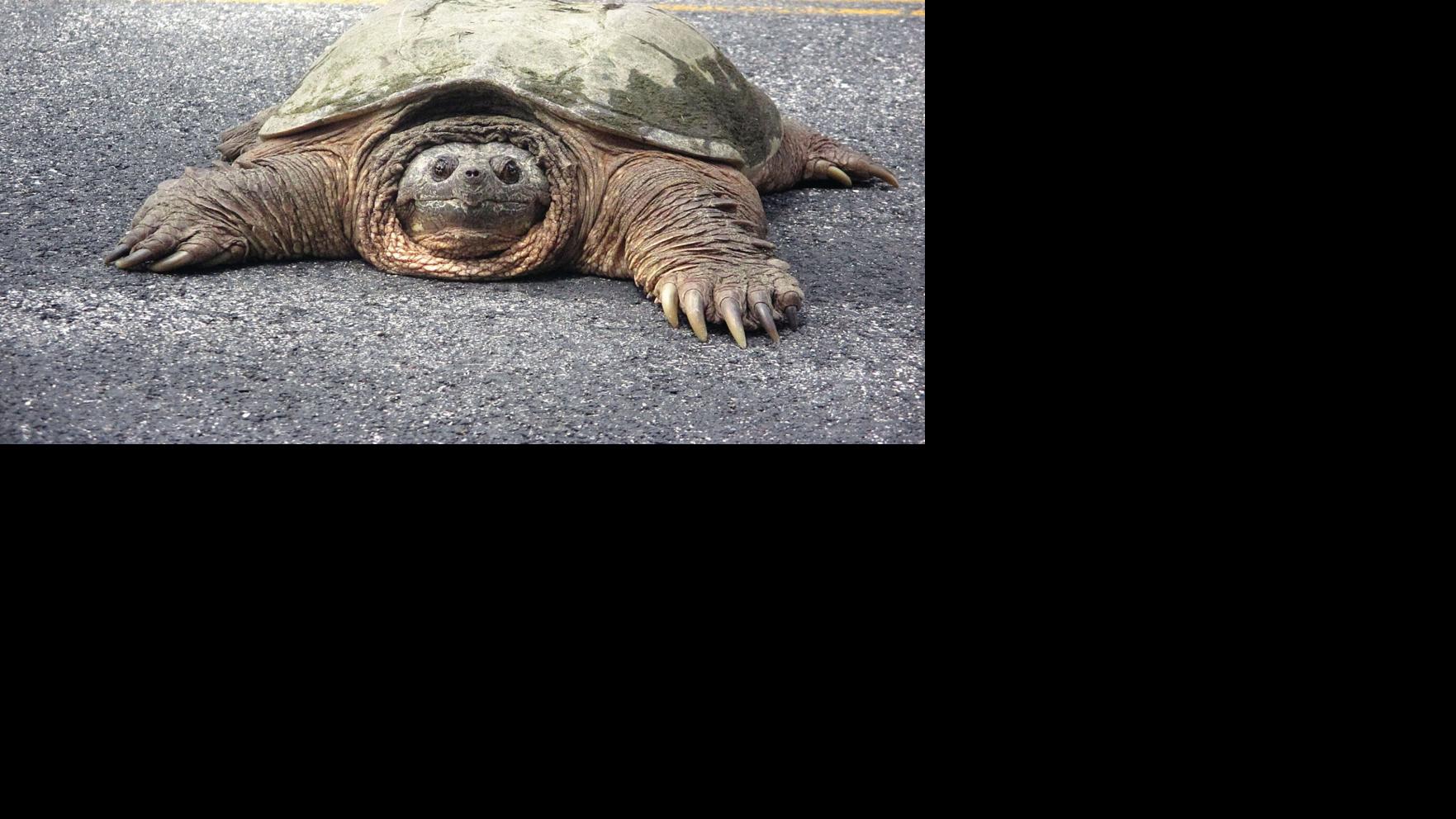 How Did The Snapping Turtle Cross The Road Sl Ow Ly Archives Manchesterjournal Com